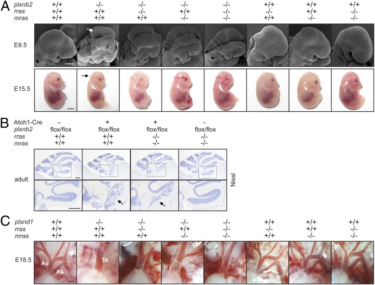 Fig. 4.