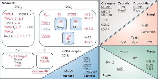 Figure 1: