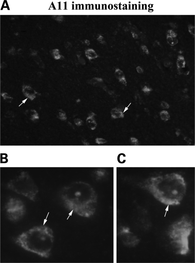 Figure 7.