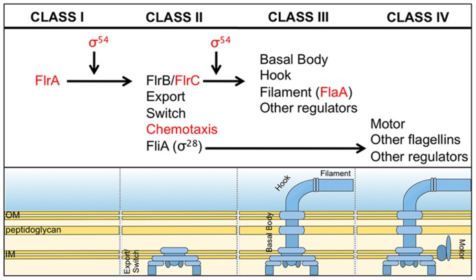 FIGURE 3