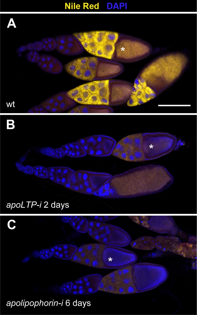 Fig 3