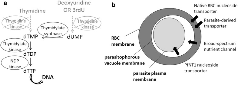 Fig. 1