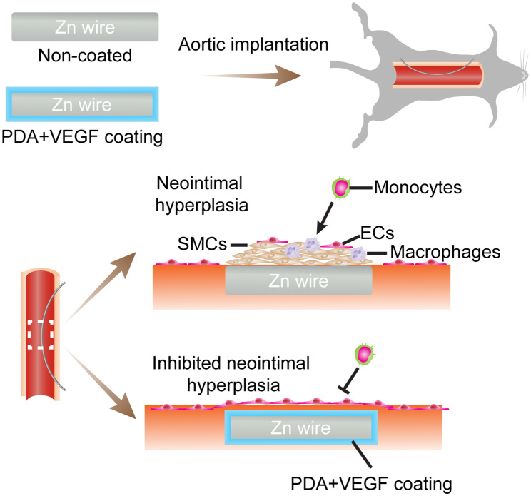 graphic file with name 40824_2023_423_Figa_HTML.jpg