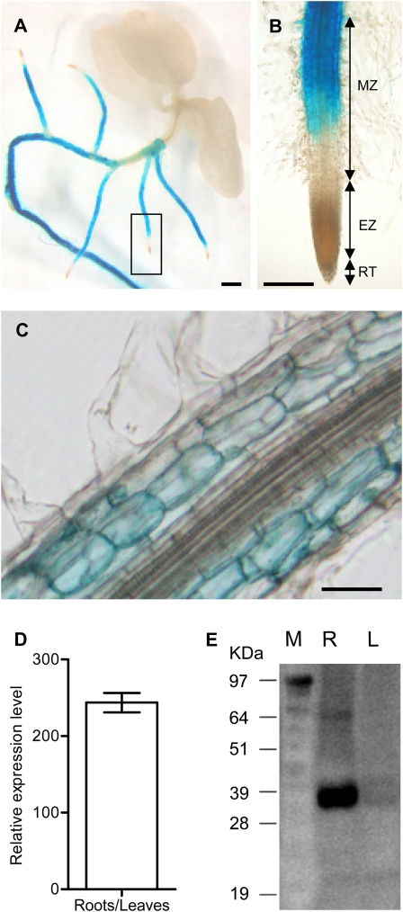 Fig. 2.