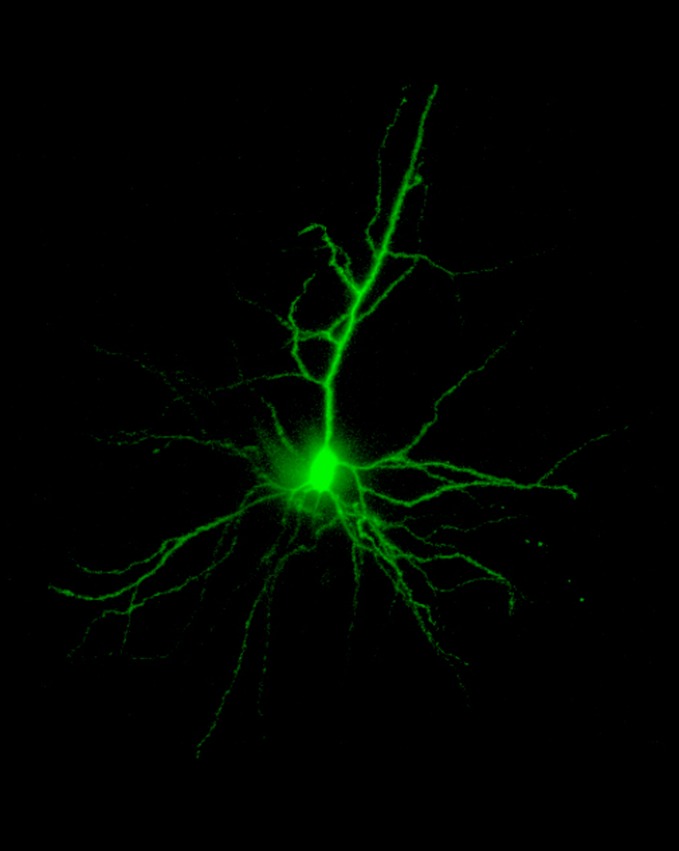 graphic file with name pnas.1404652111fig01.jpg