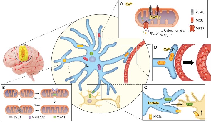 FIGURE 1.