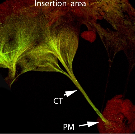 Fig. 1