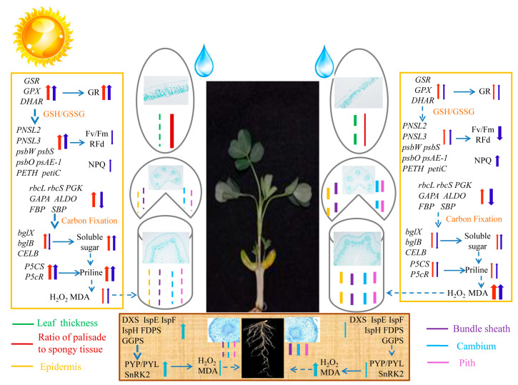 Figure 16