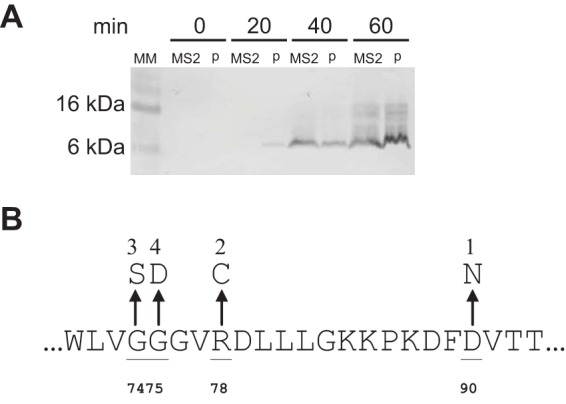 FIG 3