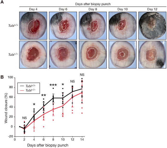 Fig 6