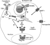 <b>FIG. 4.</b>