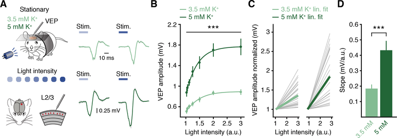 Cortex-wide changes in extracellular potassium ions parallel brain ...