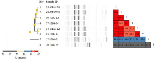 Supplementary material 12