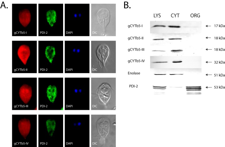 FIG 2