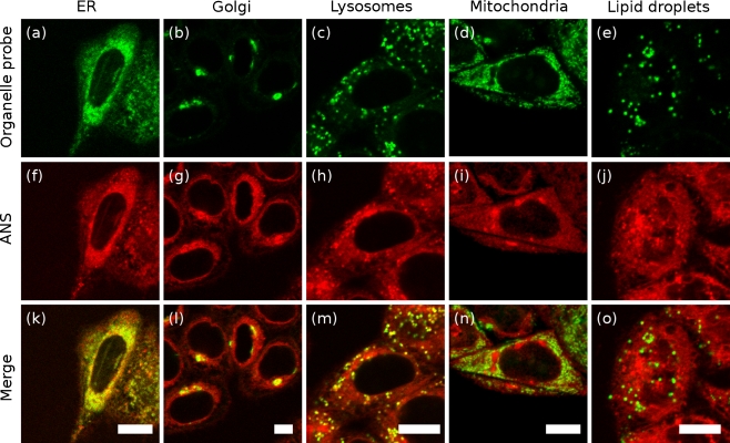 Fig. 3