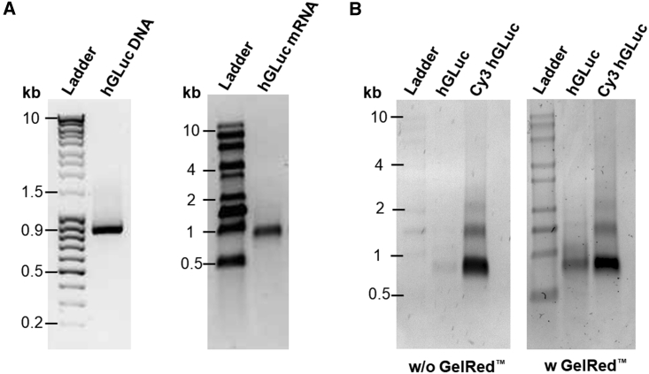 Figure 1