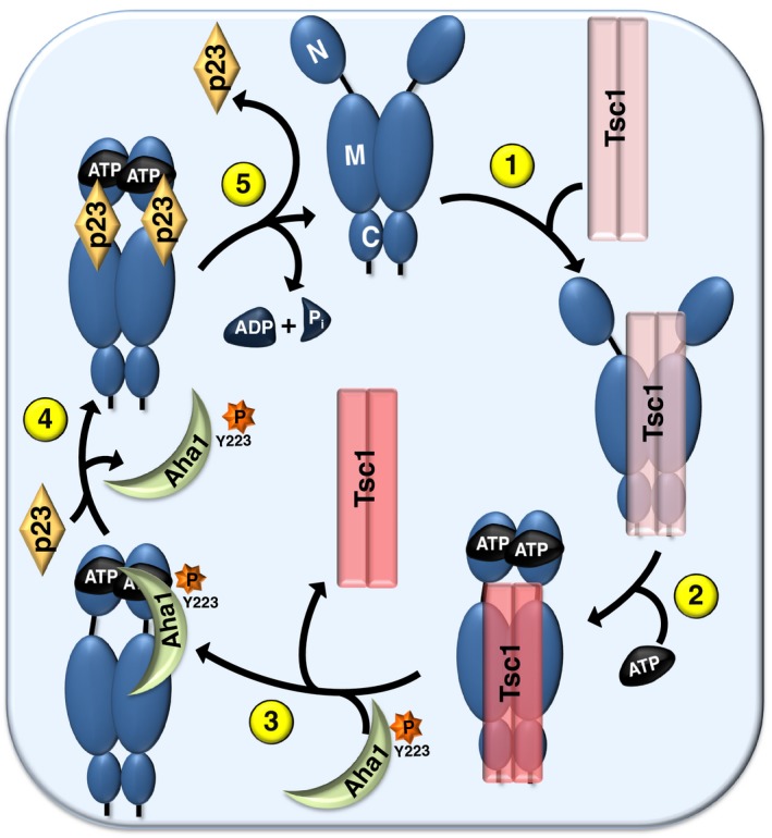 Figure 7