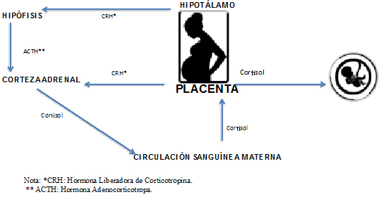 Figura 1