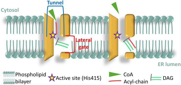 FIGURE 3