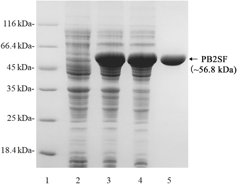 FIGURE 2