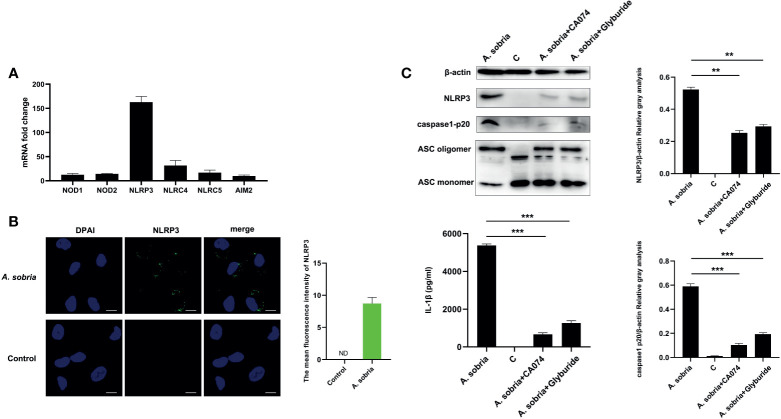 Figure 3