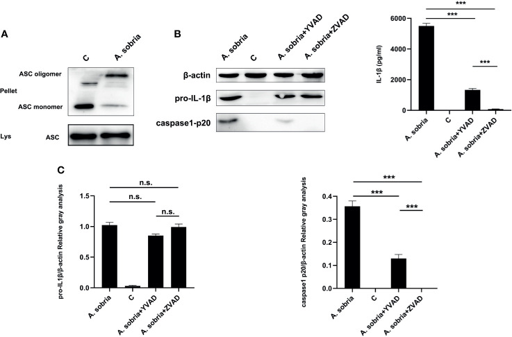 Figure 2