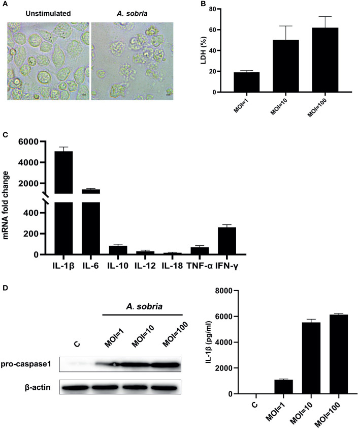 Figure 1