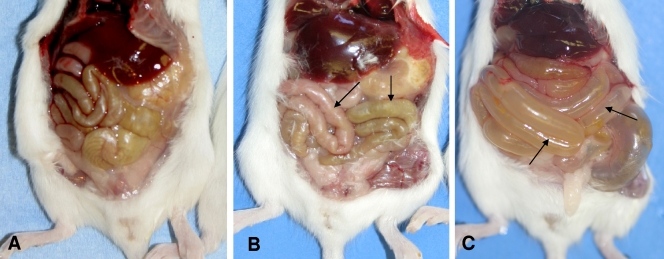 FIG. 2.