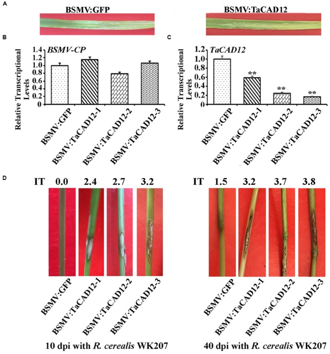 FIGURE 4