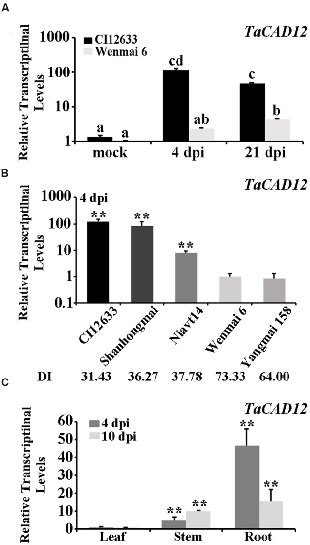 FIGURE 1