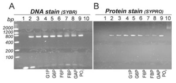 Fig. 9