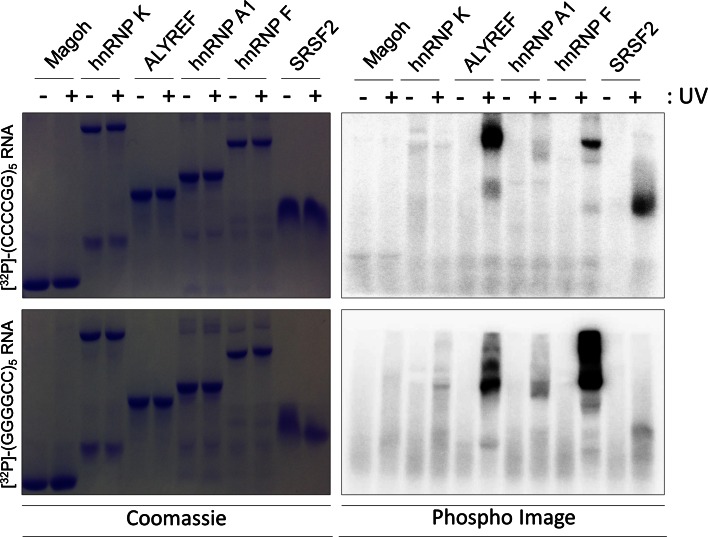 Fig. 4