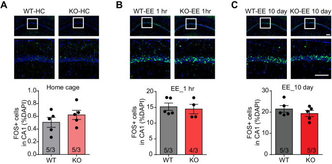 Figure 4—figure supplement 1.