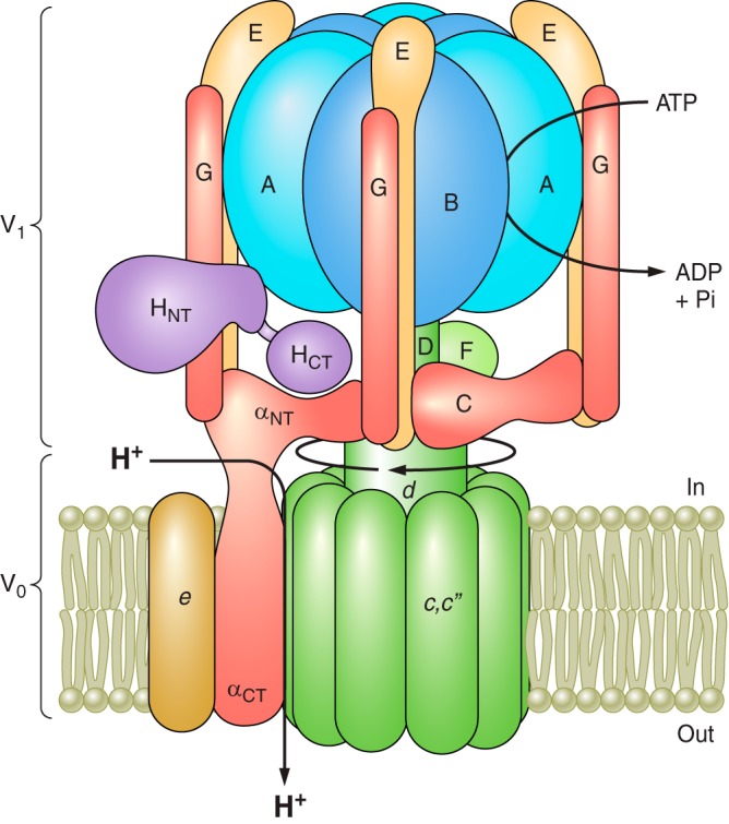 FIGURE 1.