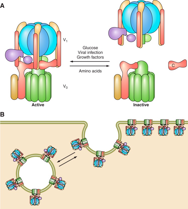 FIGURE 2.