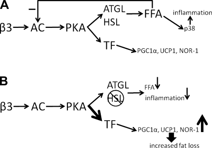 Fig. 8.