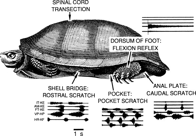 Fig. 1.