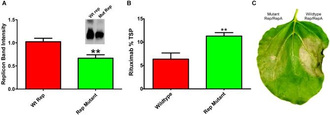 FIGURE 6