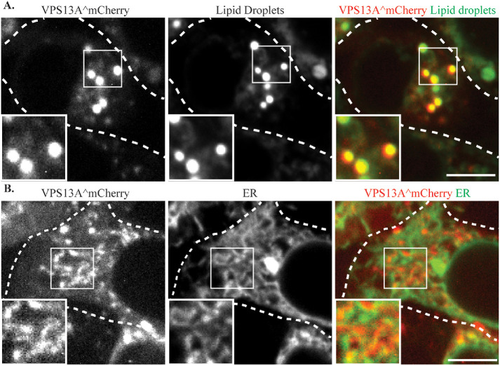 FIGURE 3: