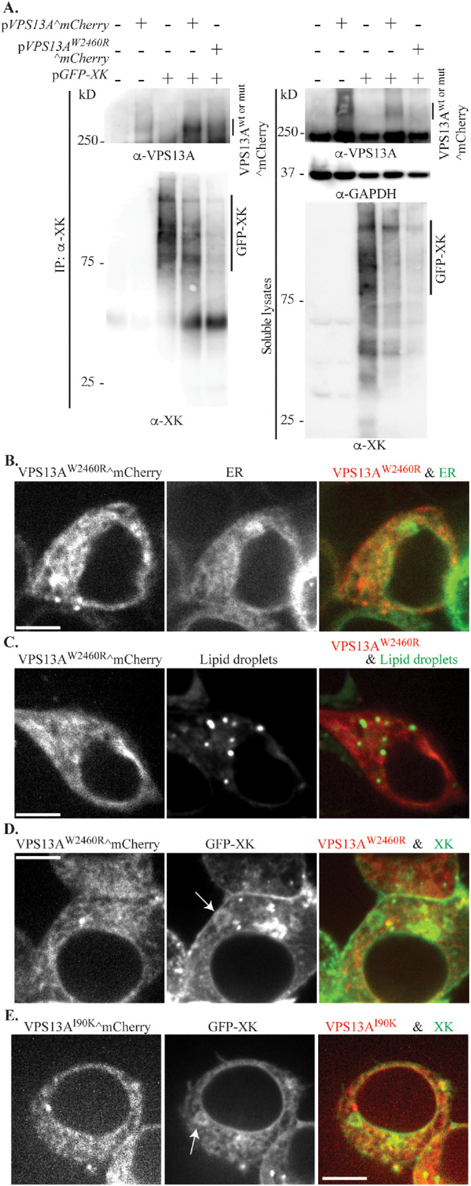 FIGURE 7: