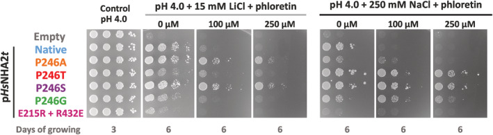 FIGURE 3