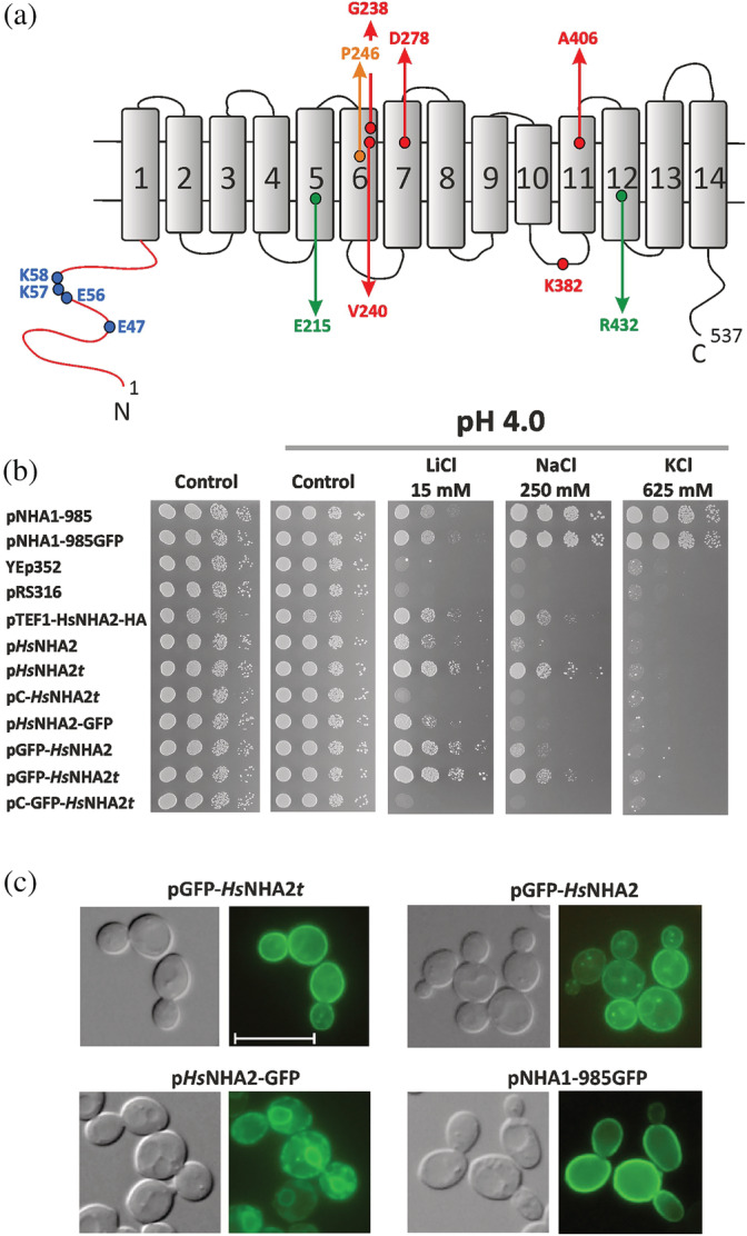 FIGURE 1