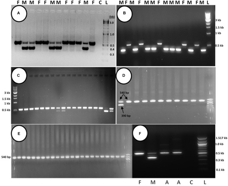 FIGURE 10