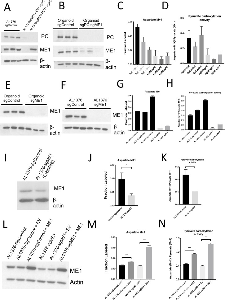 Figure 7—figure supplement 1.