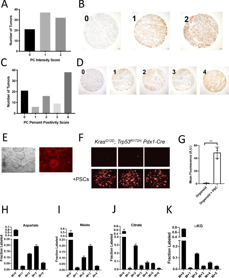 Figure 2—figure supplement 1.