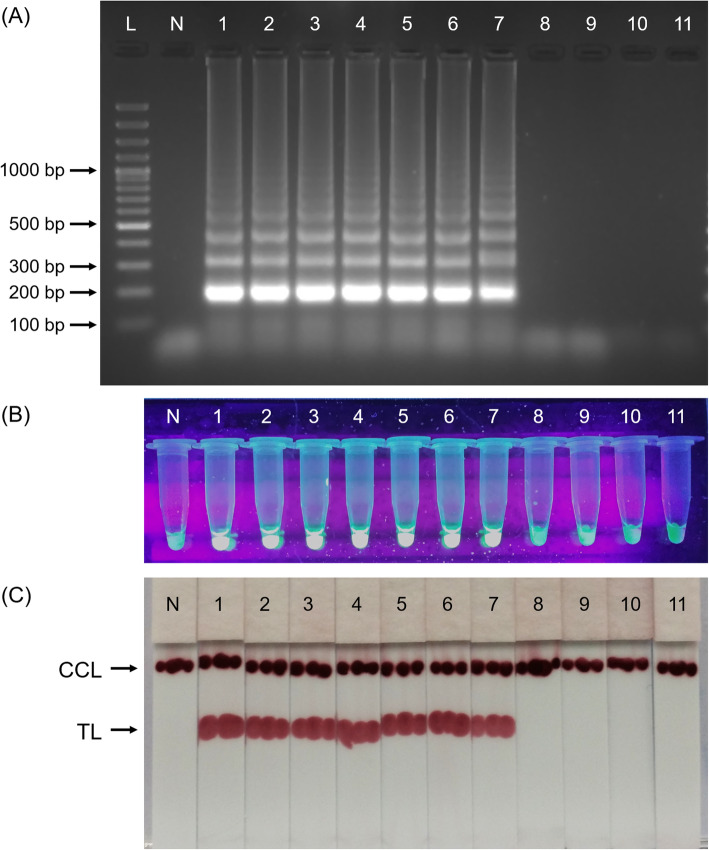 Fig. 8