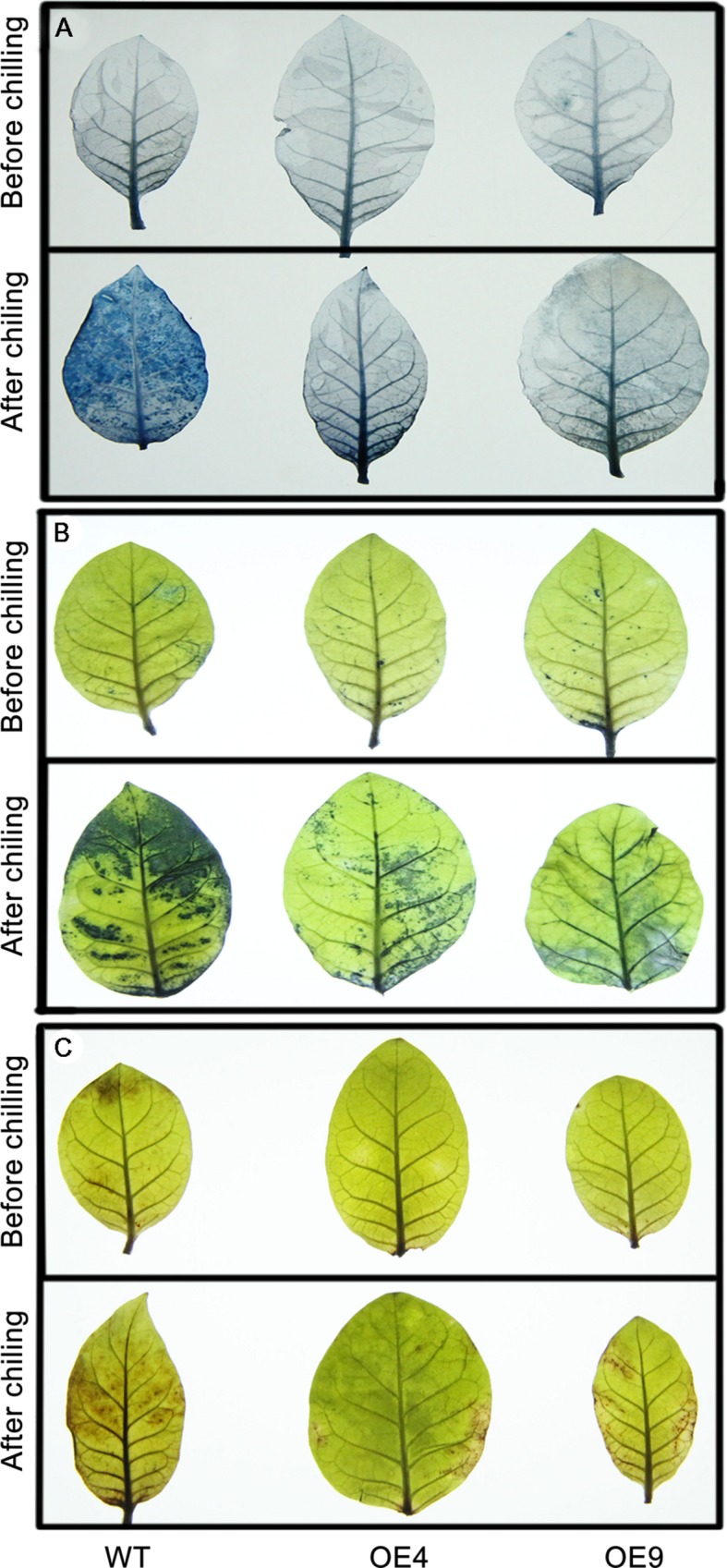 FIGURE 6