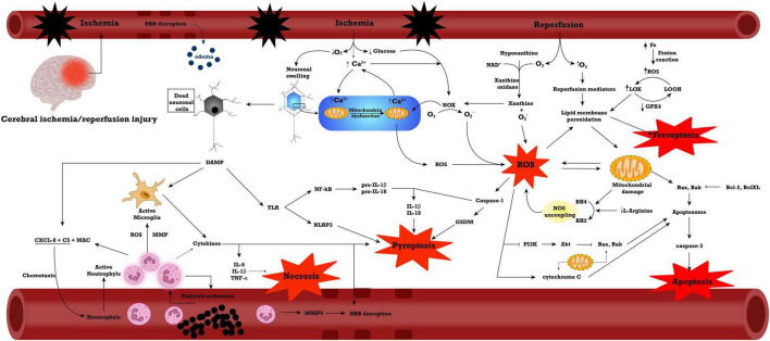 FIGURE 1