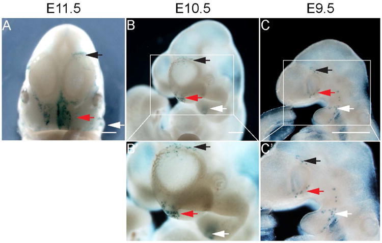 Figure 5