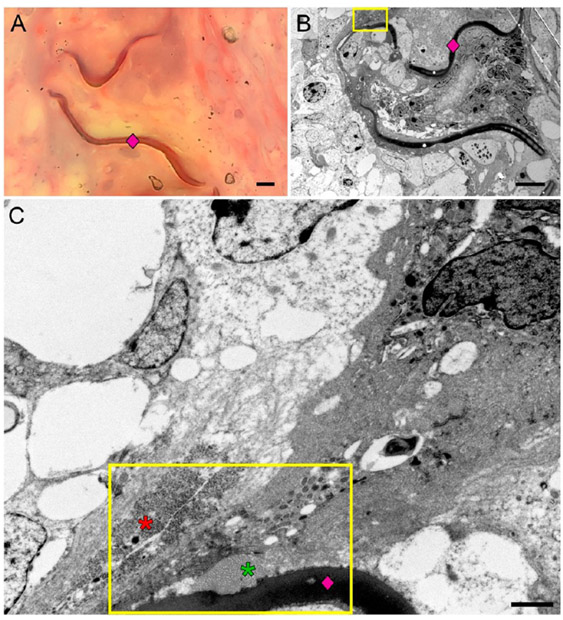 Figure 10.